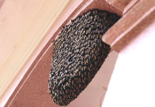 Ong làm tổ trong nhà là điềm gì? Hên hay xui? Có nên đuổi không?